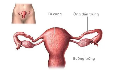 Khi bị tắc vòi trứng sẽ cản trở tới quá trình tinh trùng gặp trứng gây khó thụ thai